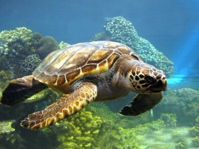 черепаха, вода, море