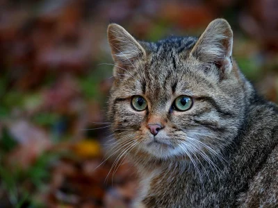 кот, взгляд, усы