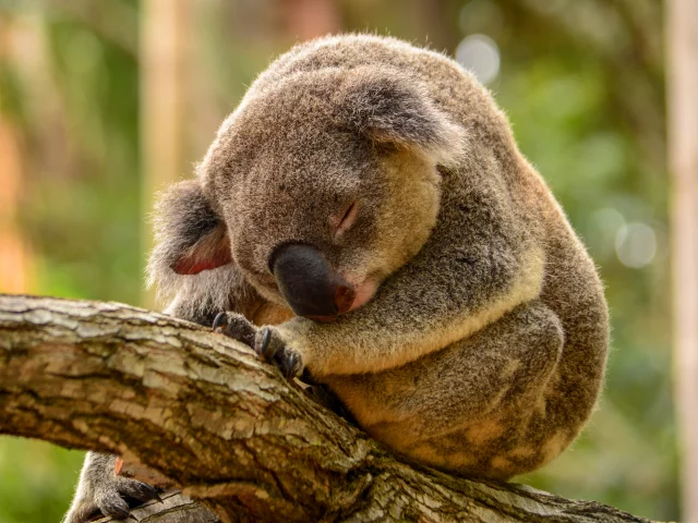 коала, дерево