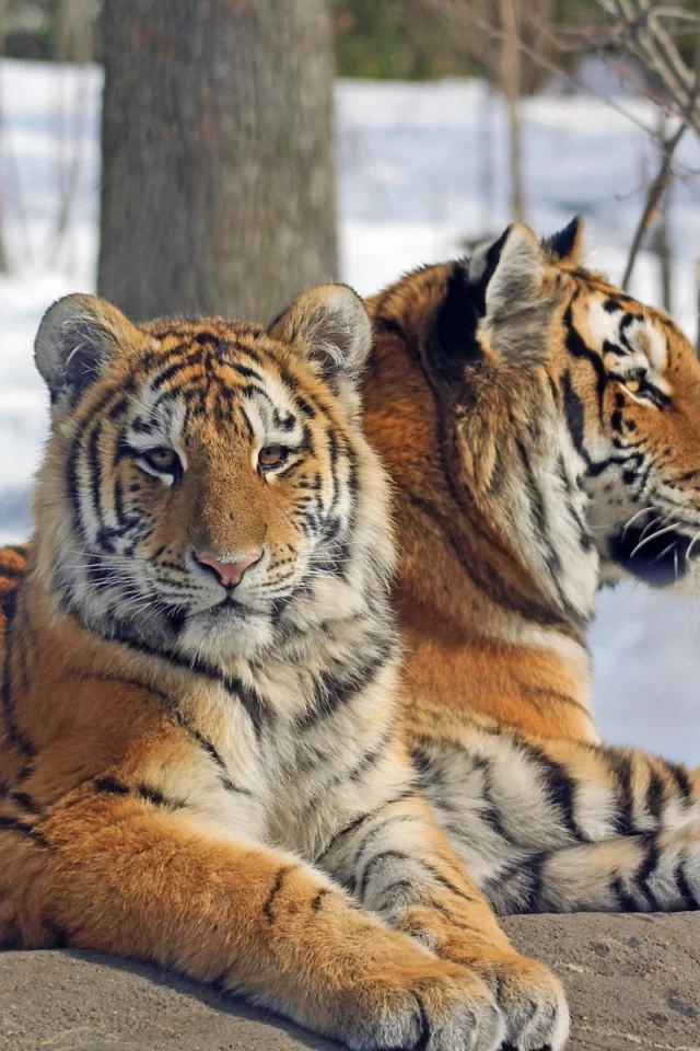 тигры, зима, снег