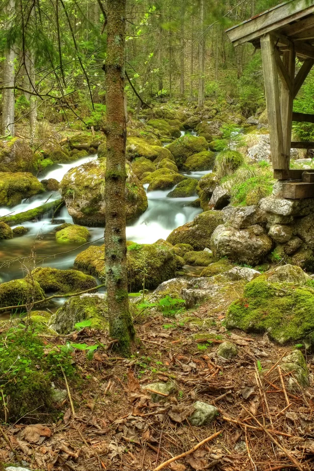 мельница, камни, лес