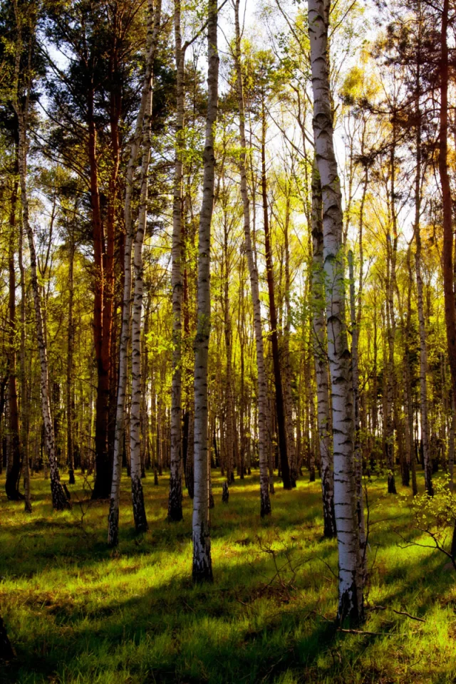 лес, деревья, день
