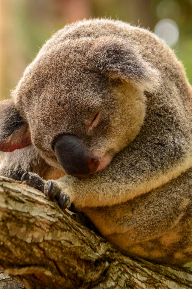 коала, дерево