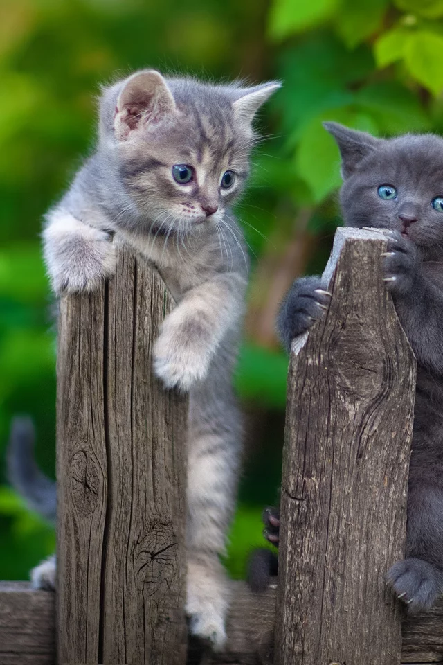 котята, штакетник