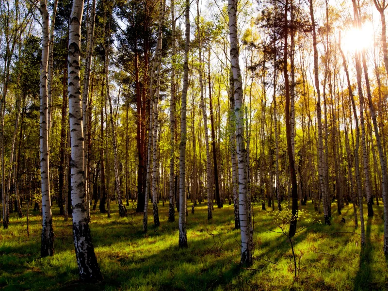 лес, деревья, день