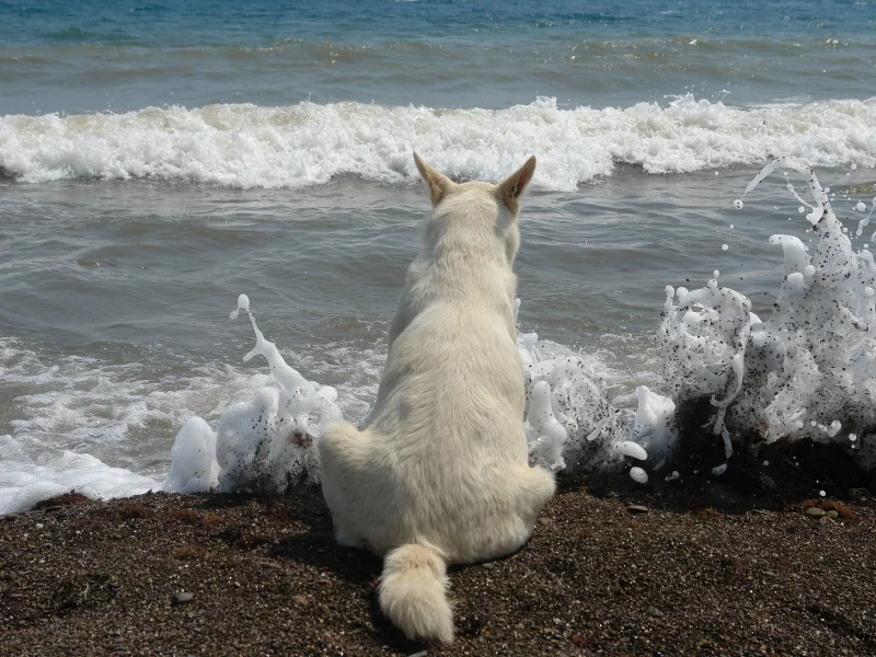 берег, море, волны, кот