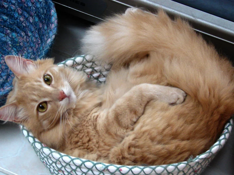 кошка, животные, взгляд, уши
