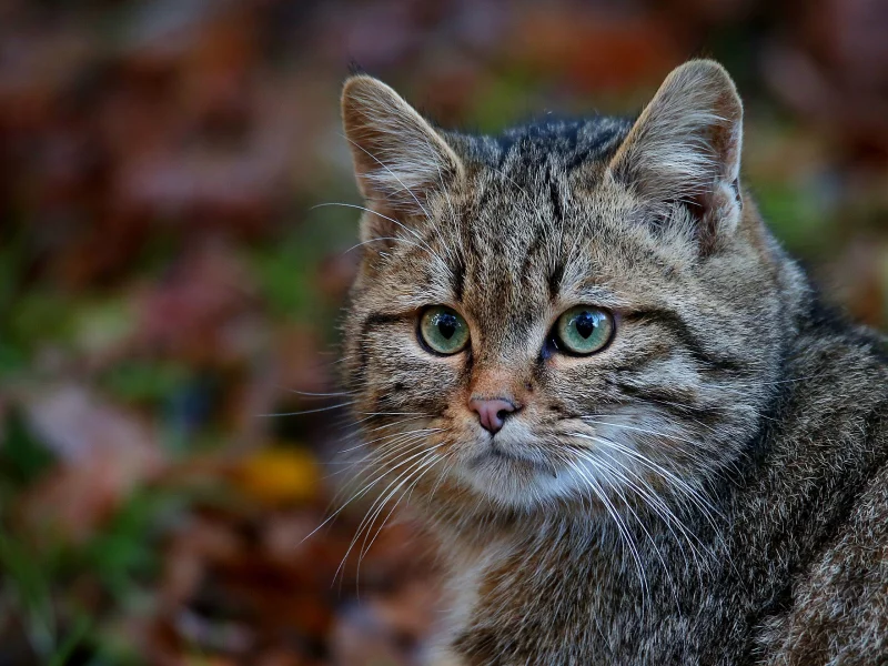 кот, взгляд, усы