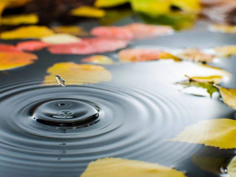 вода, листья