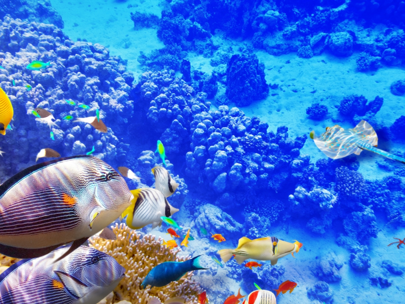 подводный мир, рыбы, кораллы