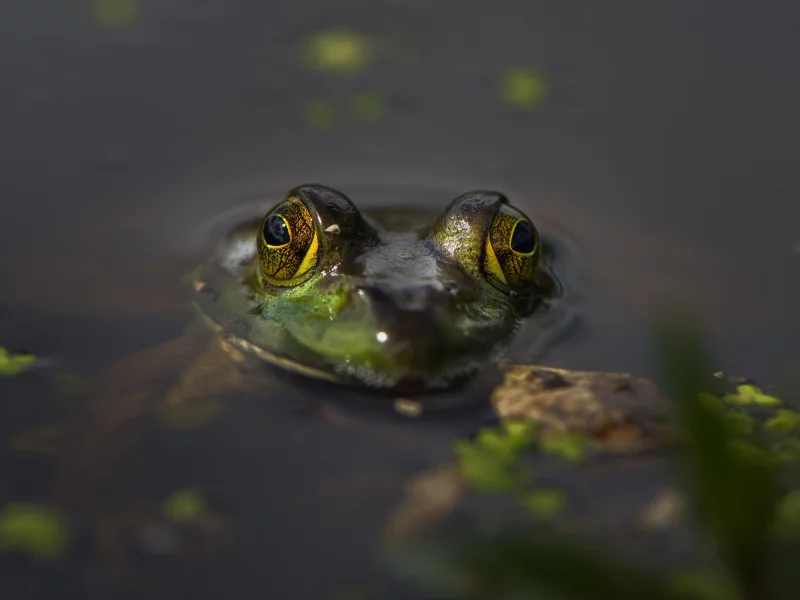 глаза, вода, лягушка