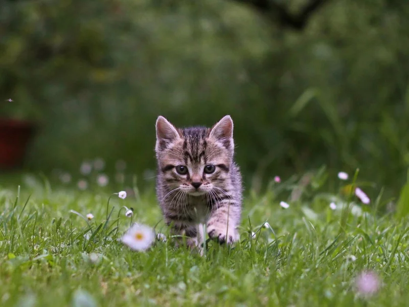 котёнок, природа, трава