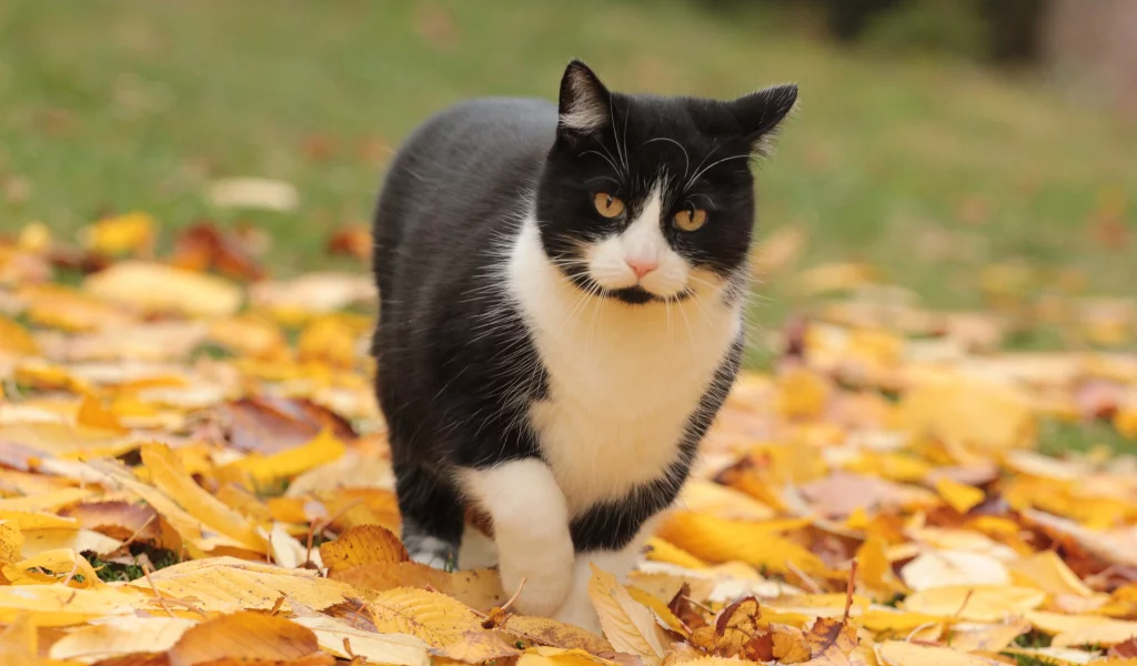 кошка, листья