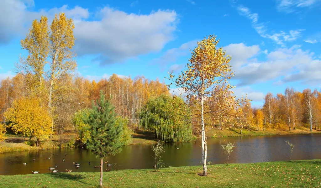 золотая, осень, деревья