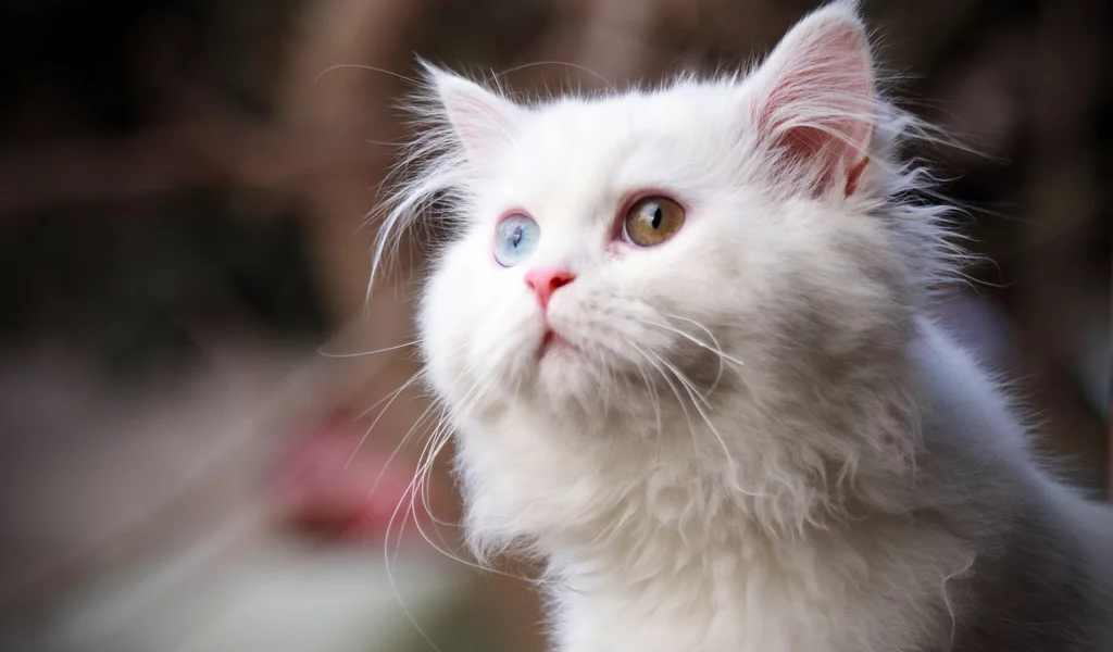 кошка, глаза цветные, животное