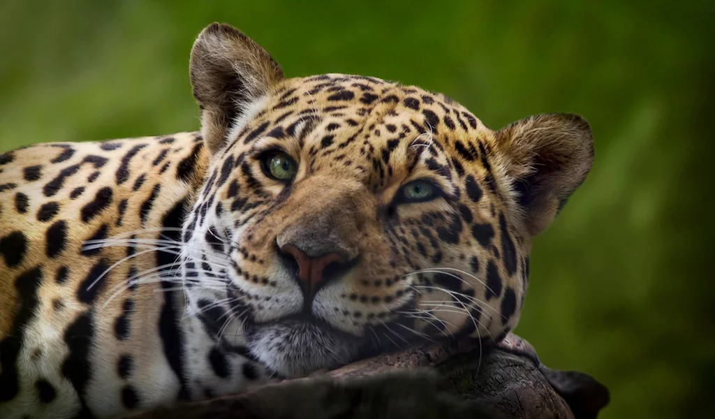 кошка, животные, леопард