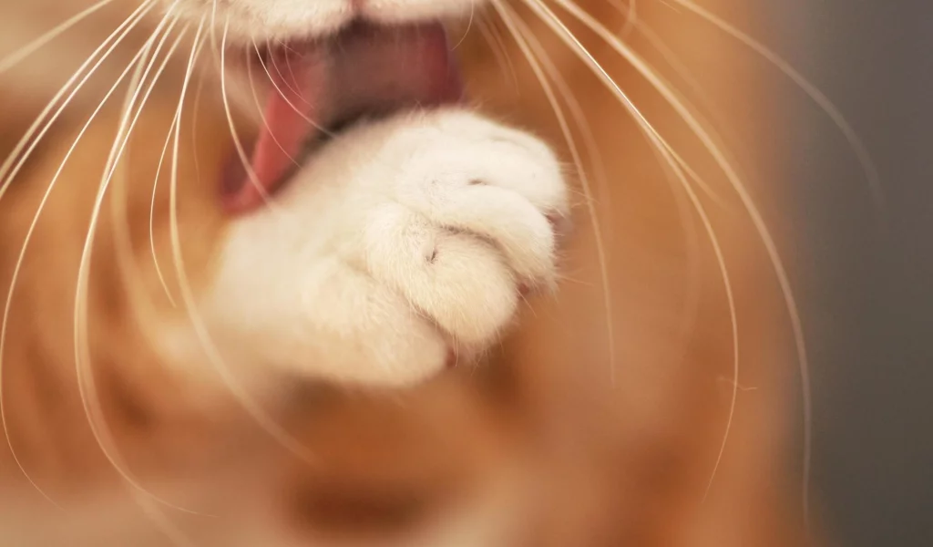 кошка, животные, лапа