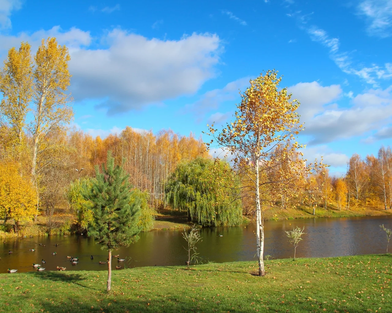 золотая, осень, деревья