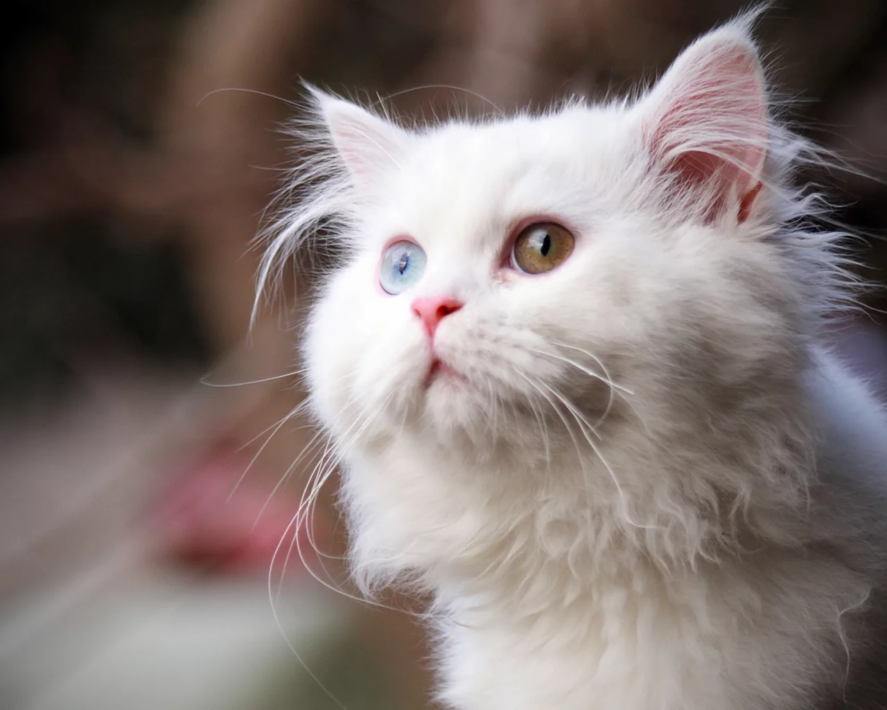 кошка, глаза цветные, животное