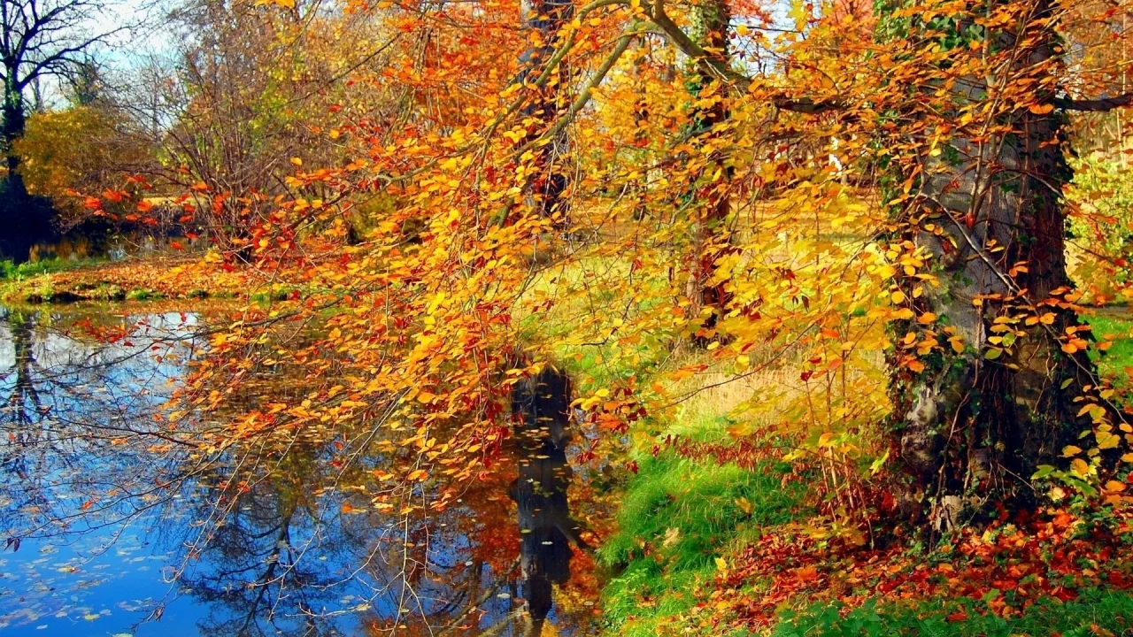 деревья, осень, листопад