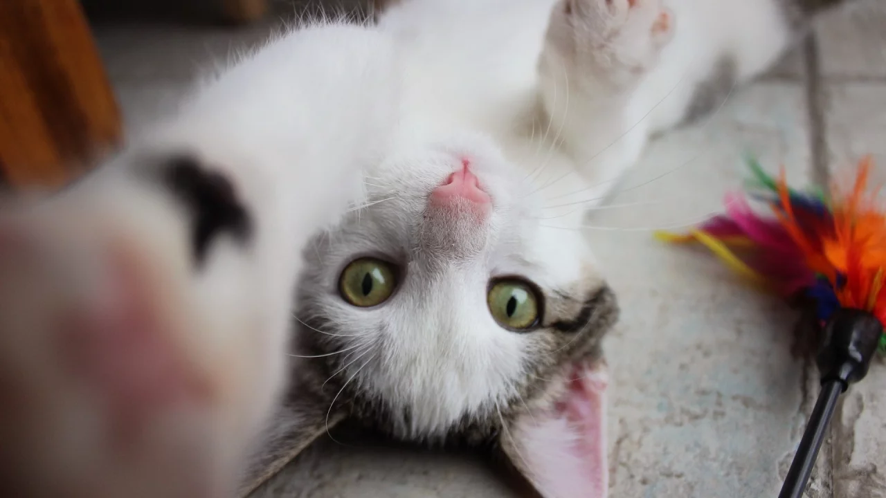 кошка, животные, взгляд