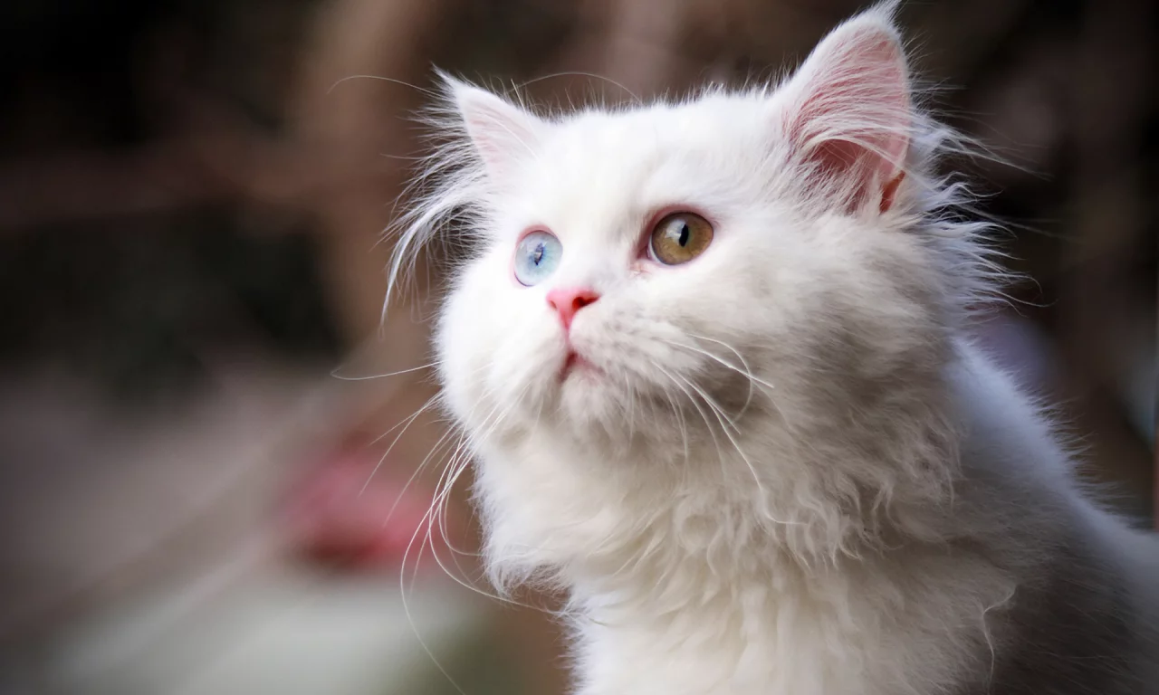 кошка, глаза цветные, животное