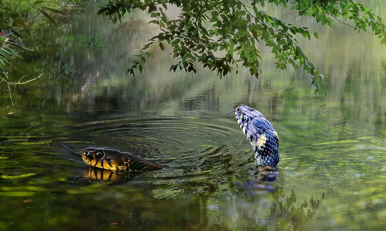 вода, змеи