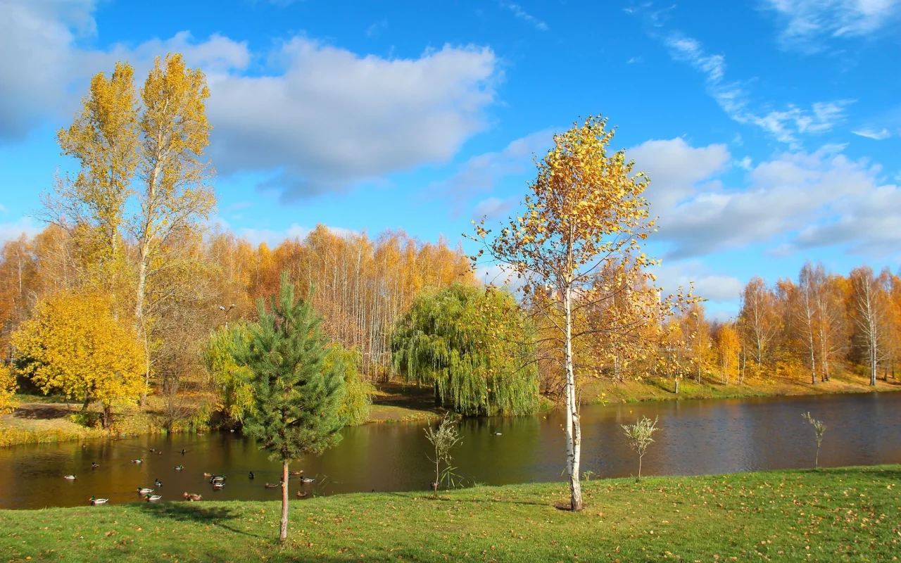 золотая, осень, деревья
