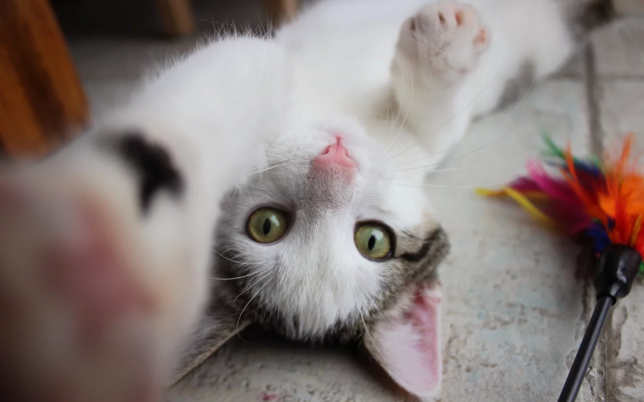 кошка, животные, взгляд