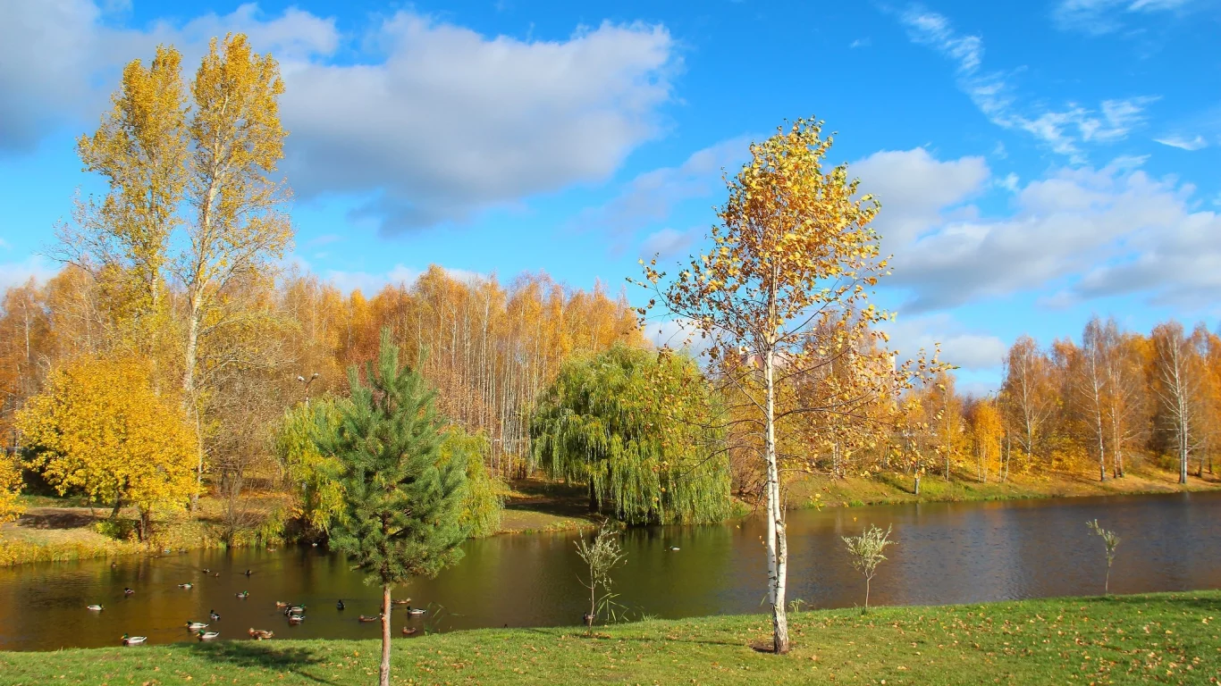 золотая, осень, деревья