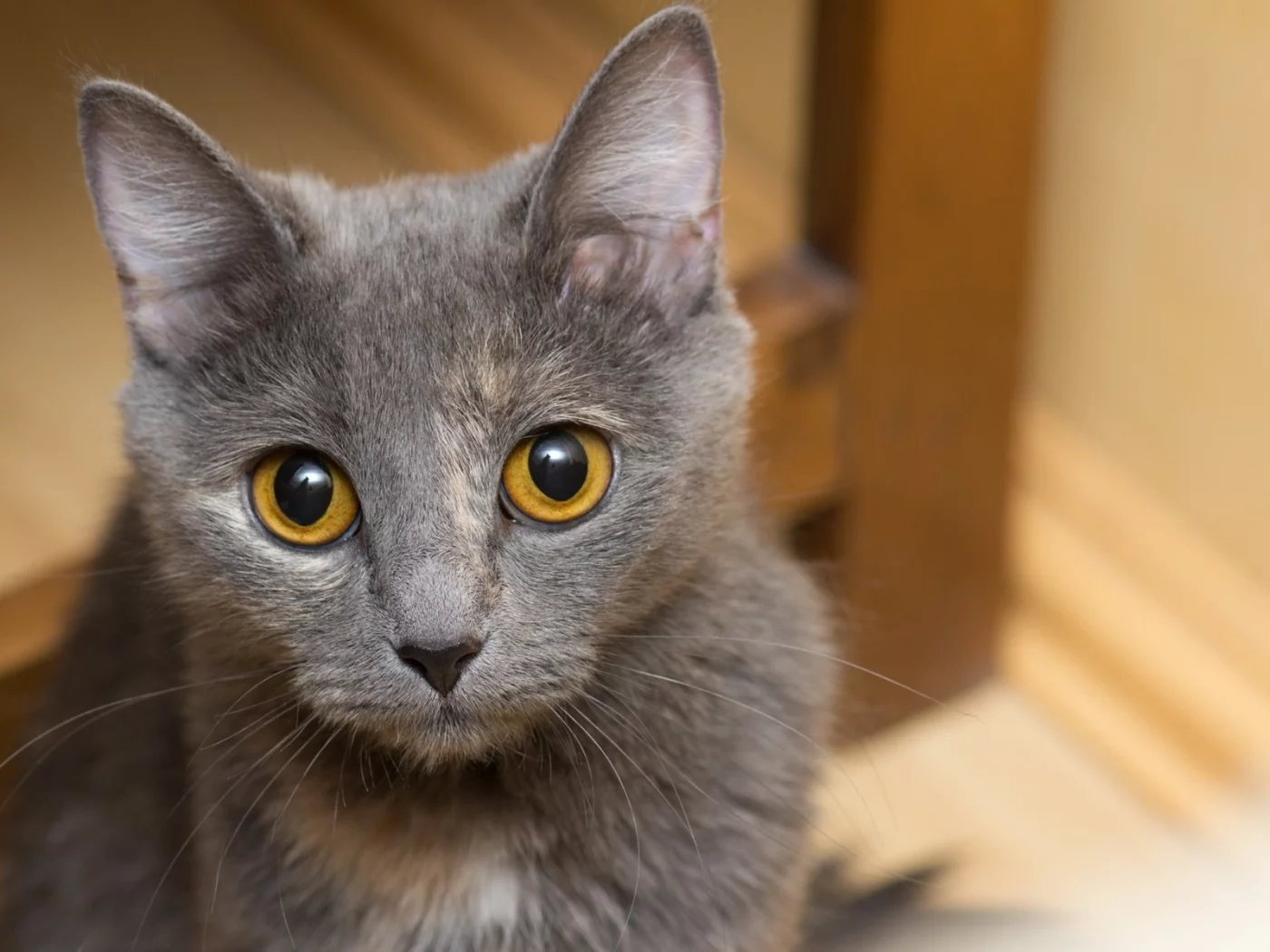 котёнок, взгляд, усы