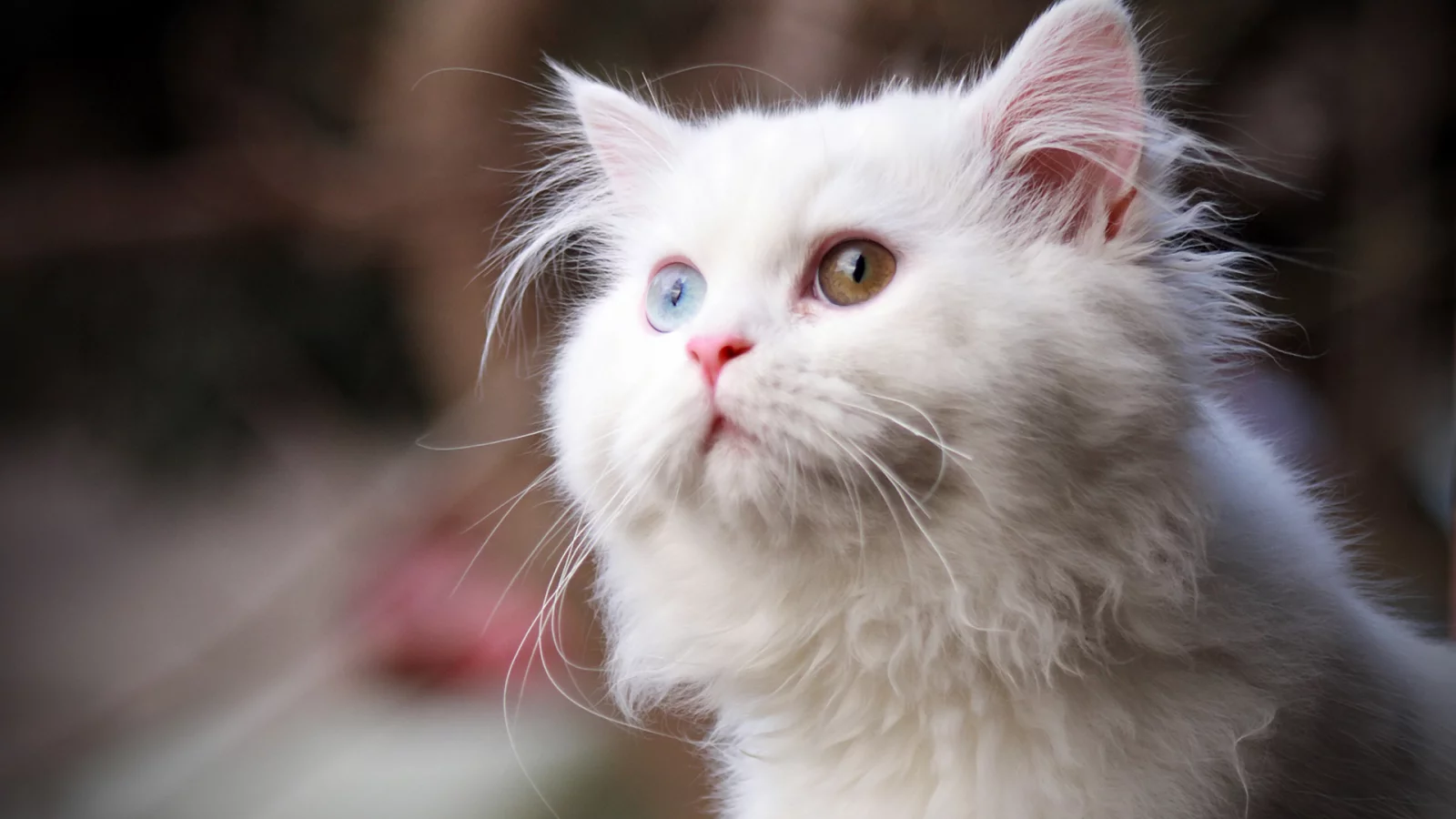 кошка, глаза цветные, животное