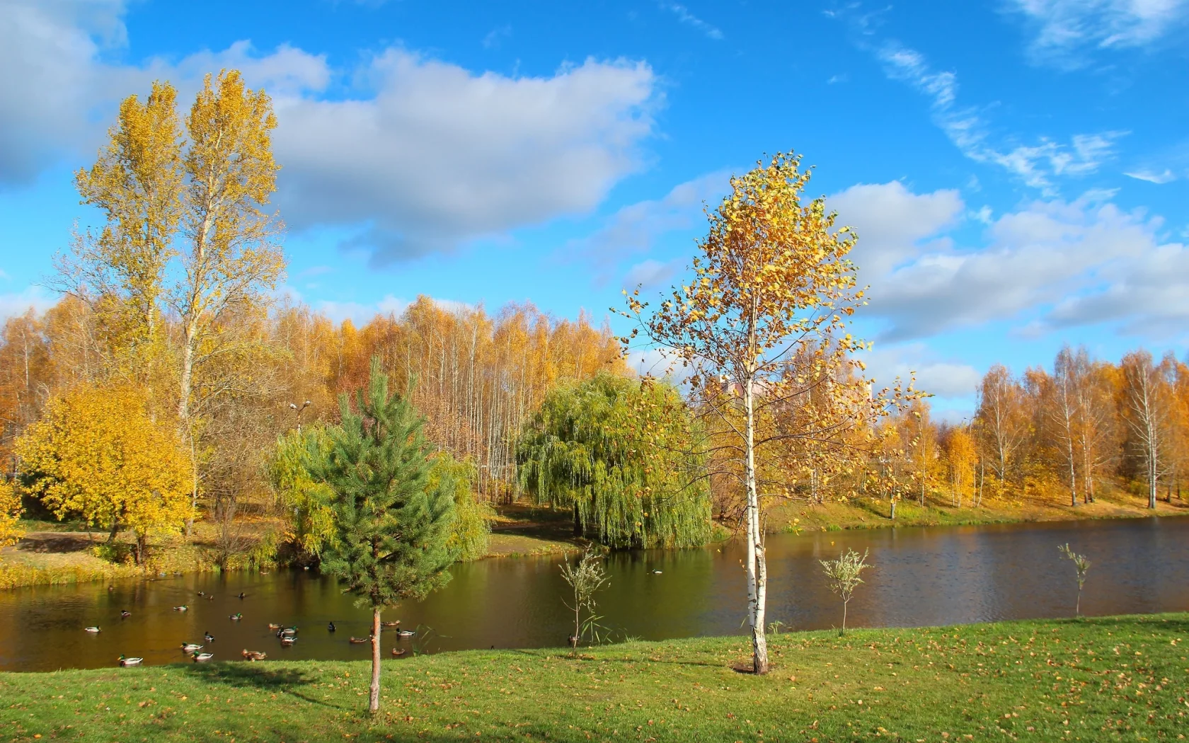 золотая, осень, деревья