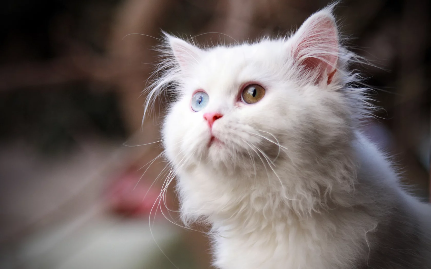 кошка, глаза цветные, животное