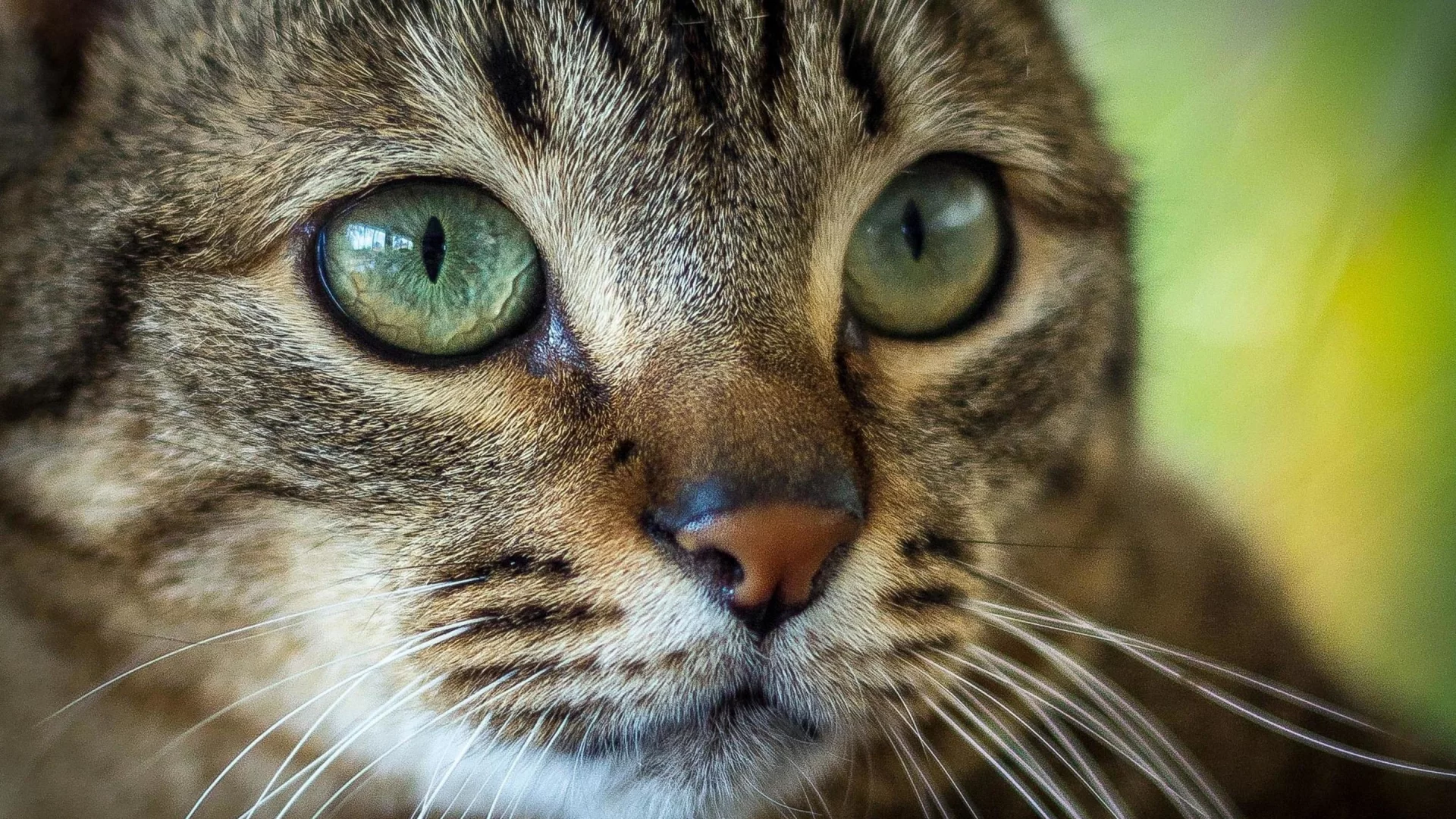 кошка, животные, взгляд