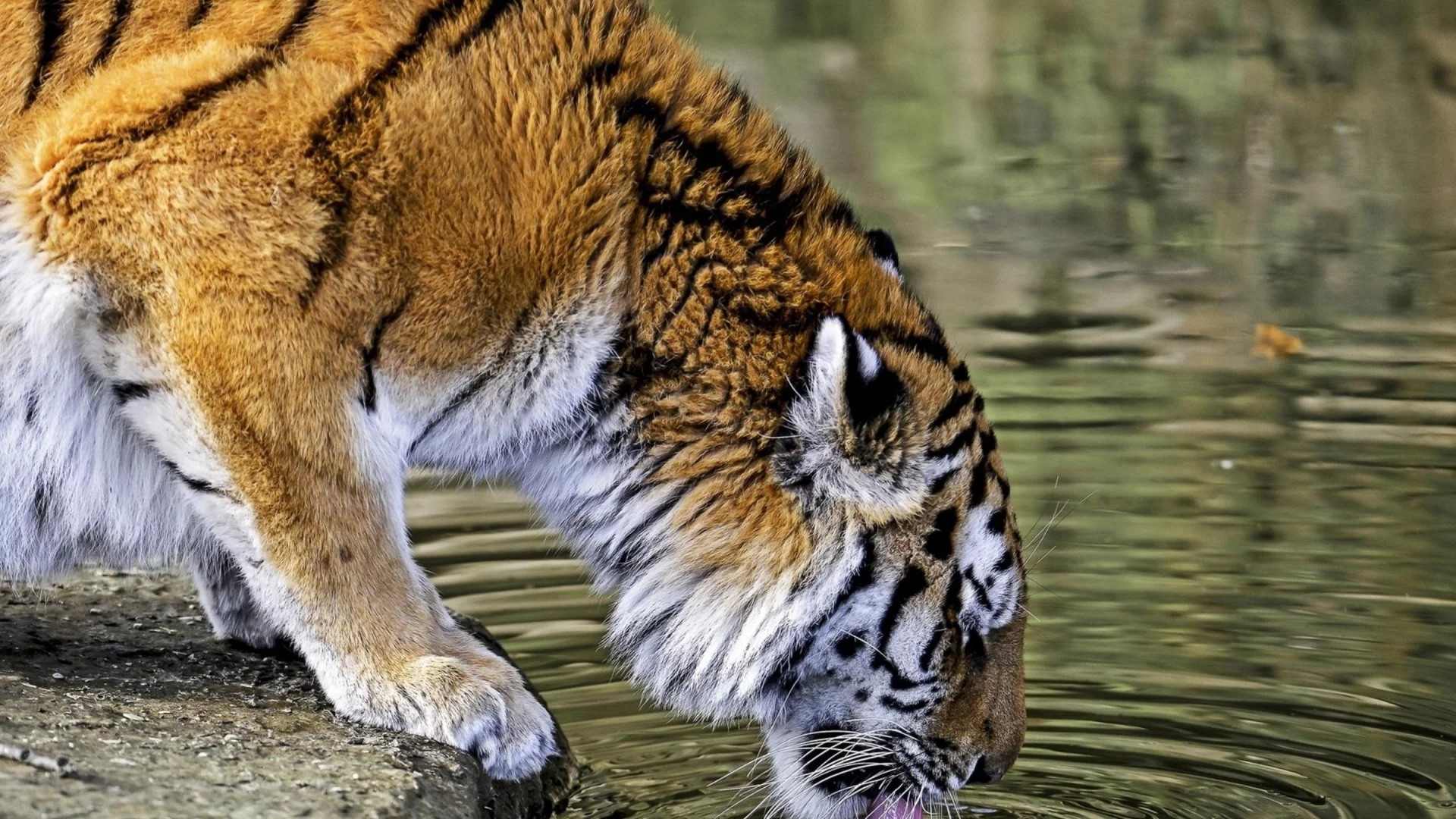кошка, животные, тигр, вода