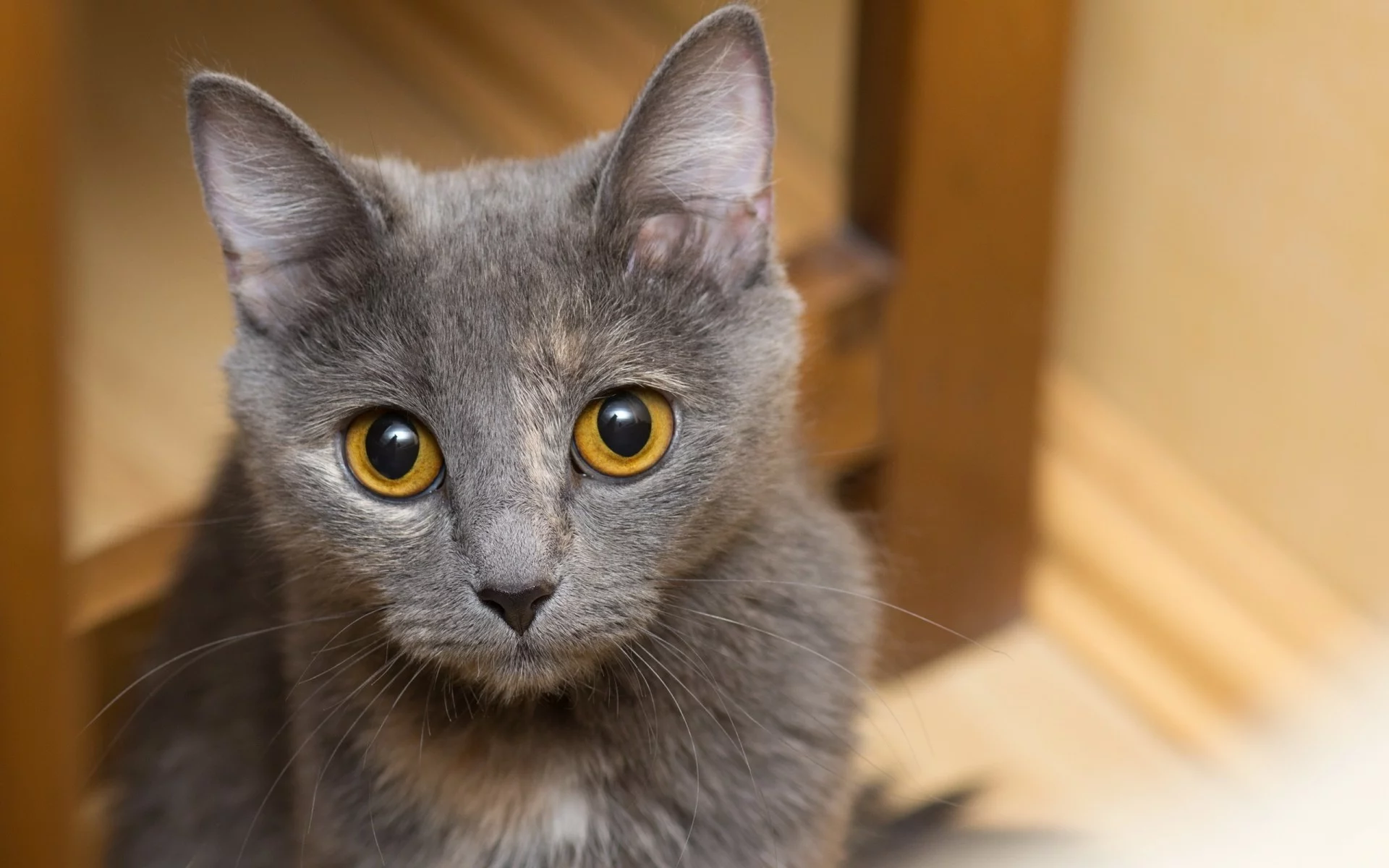 котёнок, взгляд, усы