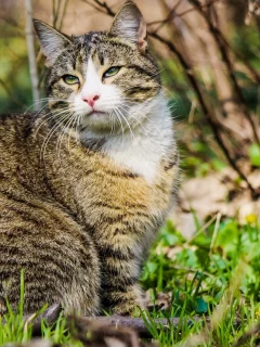 кот, взгляд, усы