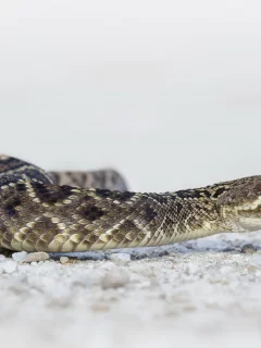 змея, животные, взгляд