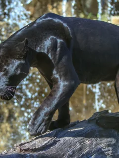 чёрная, пантера