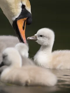 лебедь, вода, птенцы