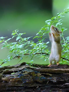 бурундук, коряга