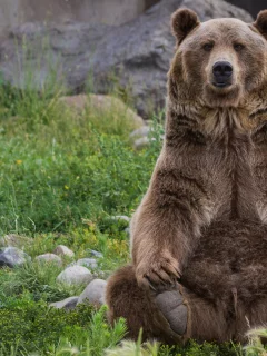 медведь, сидит