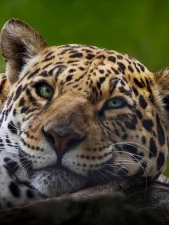 кошка, животные, леопард