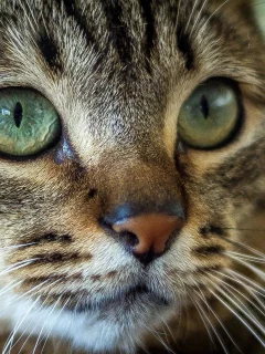 кошка, животные, взгляд