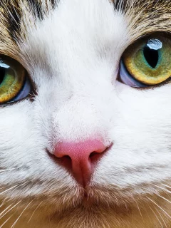 кот, взгляд, усы