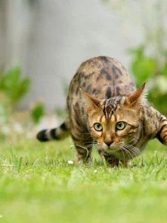 кошка, животные, взгляд, уши
