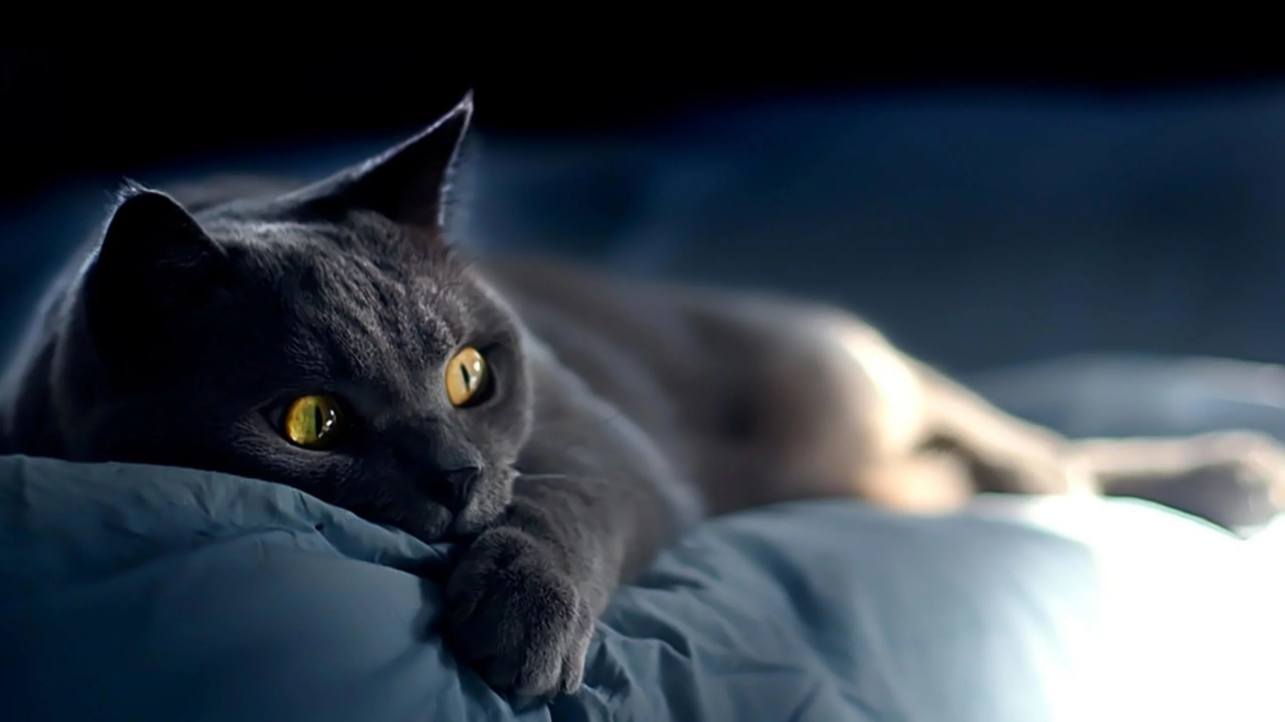 кошка, животные, взгляд