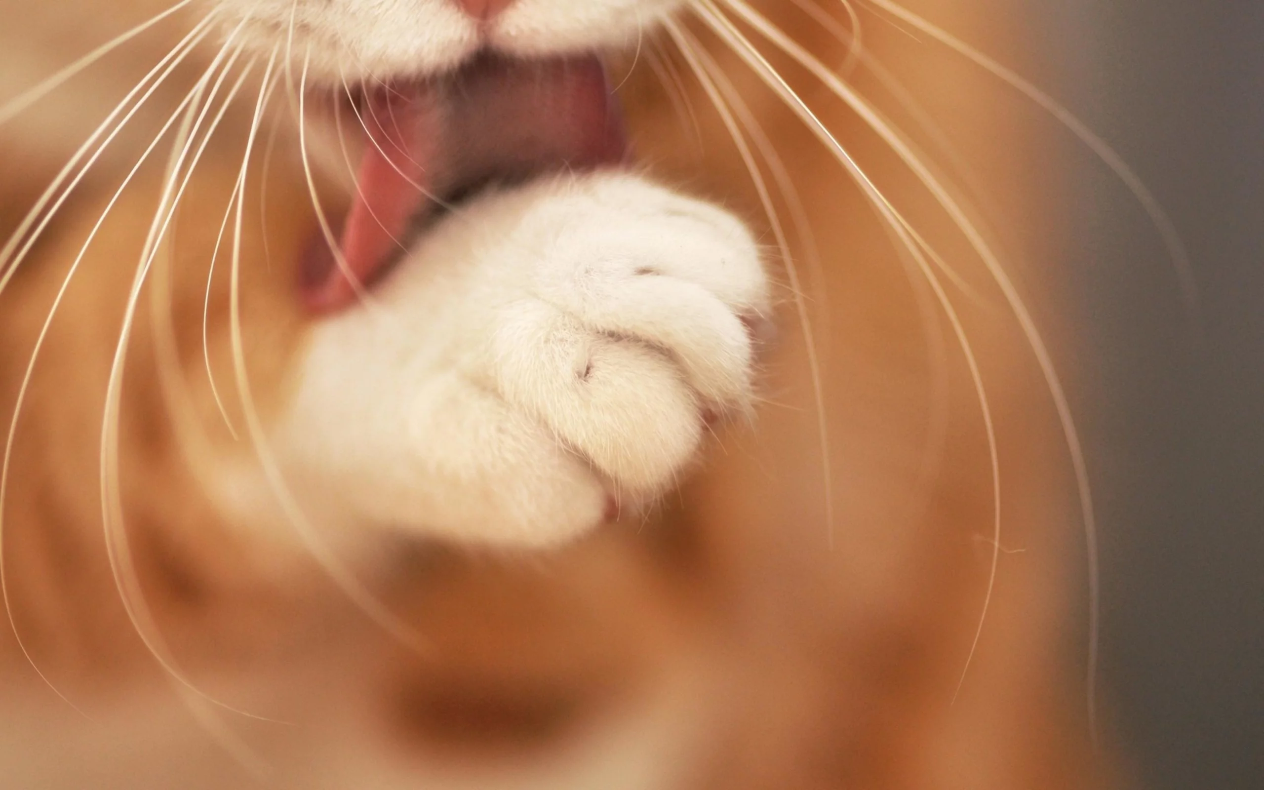 кошка, животные, лапа