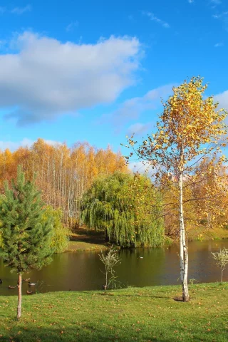золотая, осень, деревья